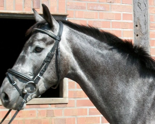 dressage horse San Chopard (Oldenburg, 2007, from Sir Donnerhall I)