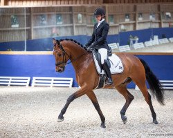 dressage horse Monchichi P (German Sport Horse, 2017, from Morricone)