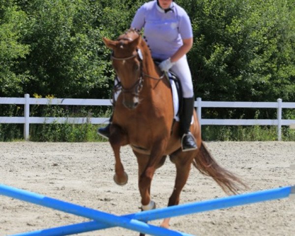 dressage horse Dancing Daisy O (Rhinelander, 2005, from Don Bedo I)