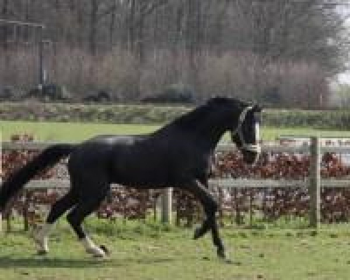 jumper Sting van de Withoeve (Hanoverian, 2005, from Stolzenberg)