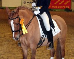 Zuchtstute Daylight A (Deutsches Reitpony, 2005, von FS Don't Worry)