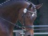 dressage horse Loreen of Loxley (Rhinelander, 2009, from Lord Loxley I)