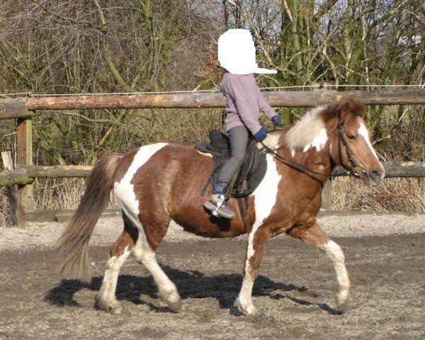 horse Hexe 155 (German Riding Pony, 1984)