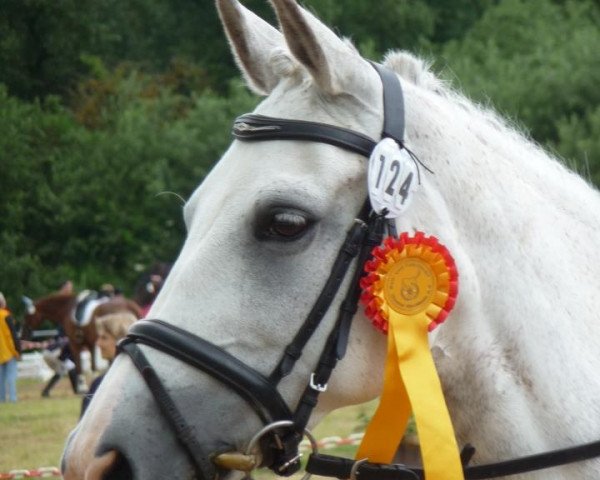 horse Dona Adelita (German Riding Pony, 1997, from Davignon)