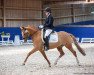 Deckhengst Schelenburgs Mr. Sandman (Deutsches Reitpony, 2017, von FS Mr. Right)