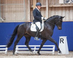 dressage horse Fräulein Scheune VR (German Sport Horse, 2017, from Feiner Fürst)