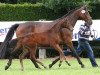 dressage horse Favorite Girl (Westphalian, 2013, from Fürstenball)