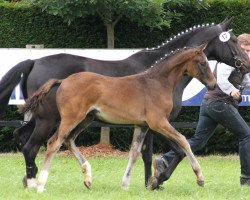 stallion First Silvano (Westphalian, 2013, from First Selection)