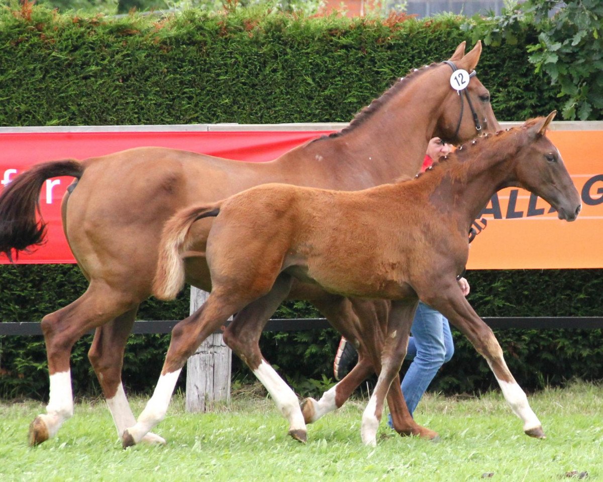 dressage horse Stute von Belarus (Westphalian, 2013, from Belarus)