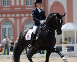 stallion Show Star (Oldenburg, 1998, from Sandro Hit)