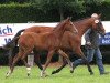 dressage horse Schöne Zeit 2 (Westphalian, 2013, from Show Star)