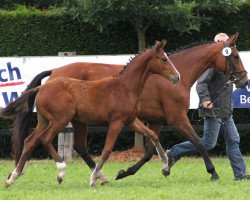 dressage horse Schöne Zeit 2 (Westphalian, 2013, from Show Star)