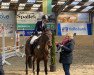 dressage horse Diego Von Lyck (Trakehner, 2012, from Opernball)