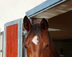 dressage horse Armani (Trakehner, 2020, from High Motion 2)