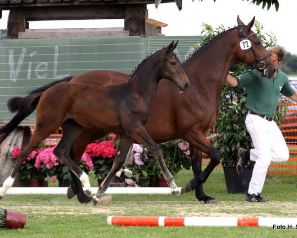 dressage horse Stute von Feedback (Rhinelander, 2013, from Feedback 16)