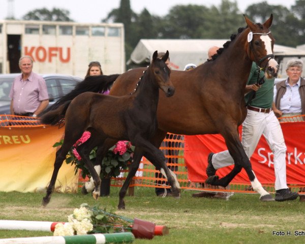 Dressurpferd Stute von Zonik (Rheinländer, 2013, von Zonik)