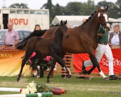 Dressurpferd Stute von Zonik (Rheinländer, 2013, von Zonik)