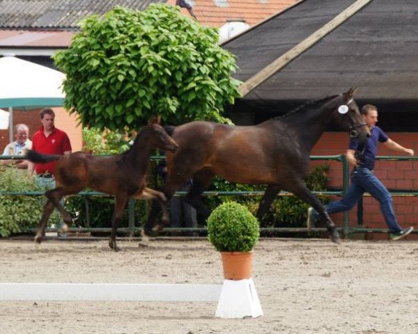 dressage horse Quo Vadis W (Westphalian, 2013, from Quasar de Charry)