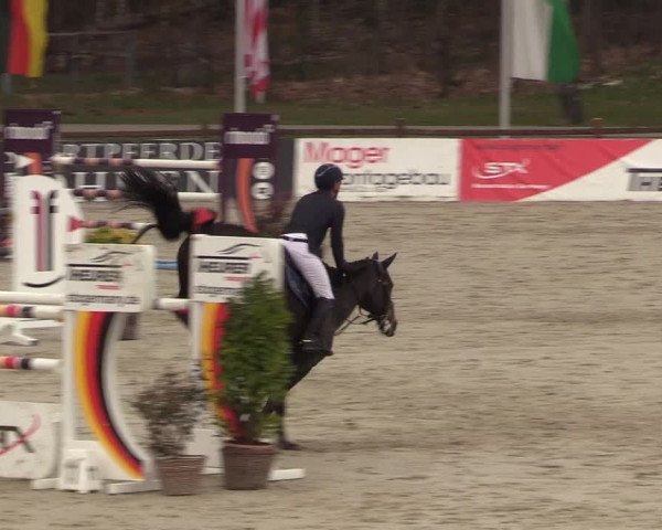 FEI Reitturnier Westergellersen (GER) 2022