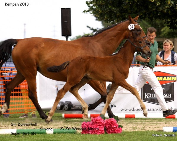 broodmare Sunshine (Rhinelander, 2013, from Sir Donnerhall I)