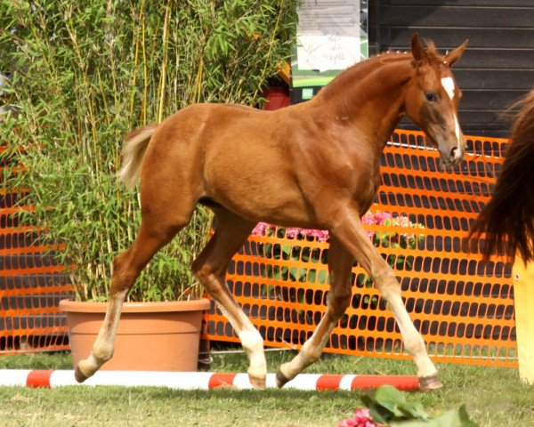 dressage horse Quebeque (Rhinelander, 2013, from Quotenkoenig 2)