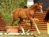 dressage horse Quebeque (Rhinelander, 2013, from Quotenkönig 2)