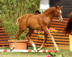 dressage horse Quebeque (Rhinelander, 2013, from Quotenkönig 2)