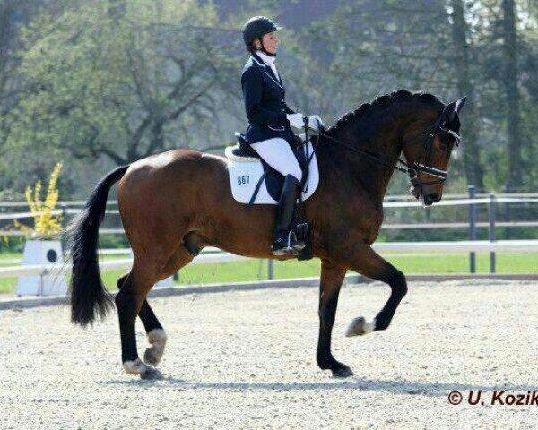 dressage horse Solo-Io W (Westphalian, 2008, from Scolari)
