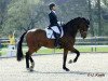 dressage horse Solo-Io W (Westphalian, 2008, from Scolari)