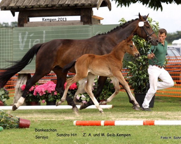 dressage horse Stute von Dankeschön (Rhinelander, 2013, from Dankeschön)