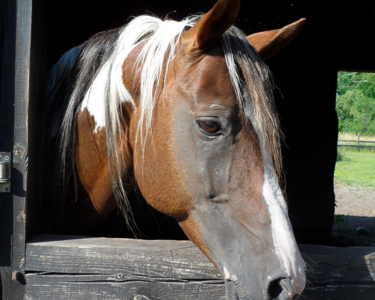 stallion Shagar (Arab half breed / Partbred, 1995, from Ameen EAO)