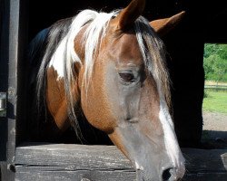 stallion Shagar (Arab half breed / Partbred, 1995, from Ameen EAO)