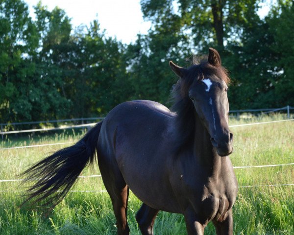 Zuchtstute Vilja chiaro di Luna R (Deutsches Reitpony, 2011, von Vincent)