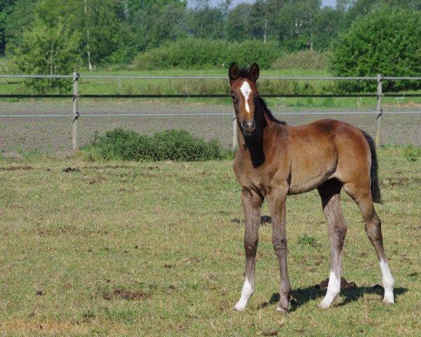 broodmare Letitia (Trakehner, 2020, from Singolo)