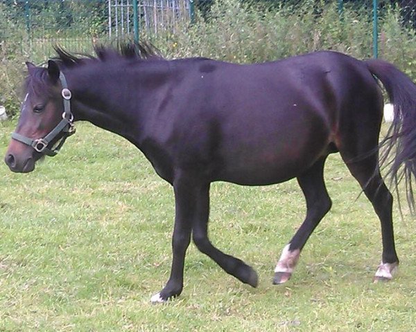 broodmare Salvador's Song of Joy (Welsh mountain pony (SEK.A), 2011, from Star of Heaven)