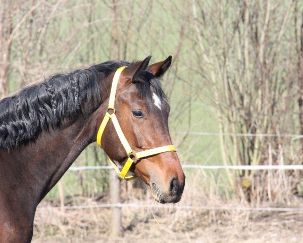 Pferd Aristo (Ungarisches Warmblut, 2009, von Amati)