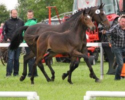 broodmare Pamela (Holsteiner, 2000, from Coriander)