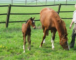 broodmare World of Music (Hanoverian, 1993, from Warkant)