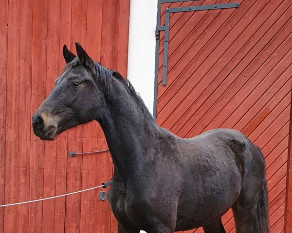 dressage horse For You L (Oldenburg, 2020, from For Romance I)