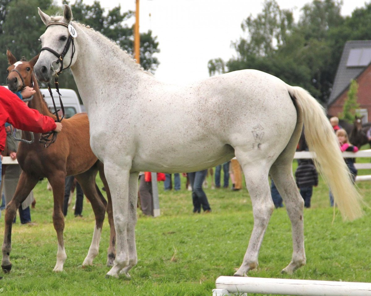 Zuchtstute Cracker Jane (Westfale, 2001, von Coronino)
