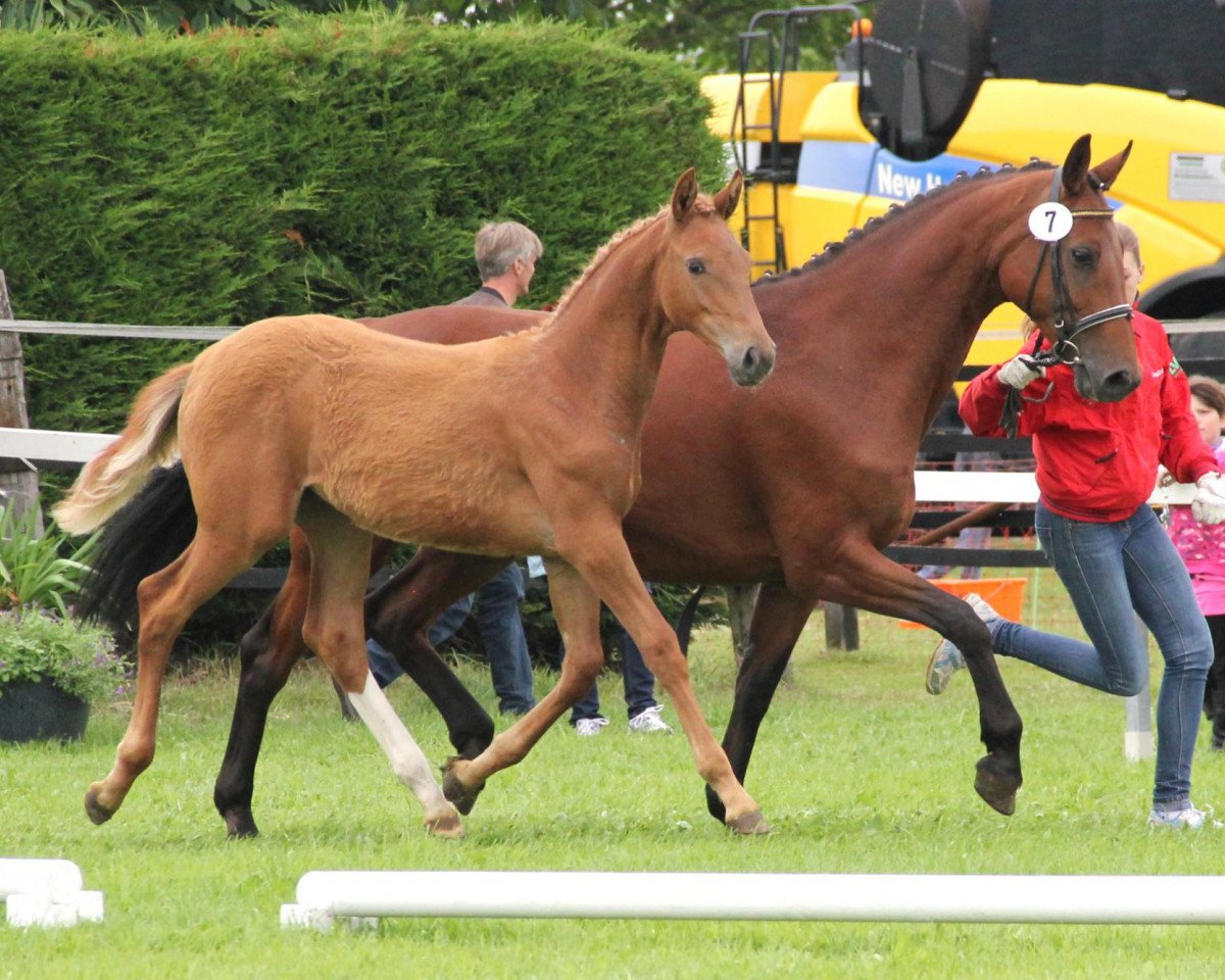 broodmare Atlantika (Westphalian, 2004, from Amantus)