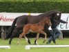 dressage horse Silvana (Westphalian, 2013, from Savoy)