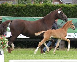 dressage horse Hengst von Savoy (Westphalian, 2013, from Savoy)