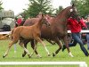 dressage horse San Anidaso (Westphalian, 2013, from Savoy)