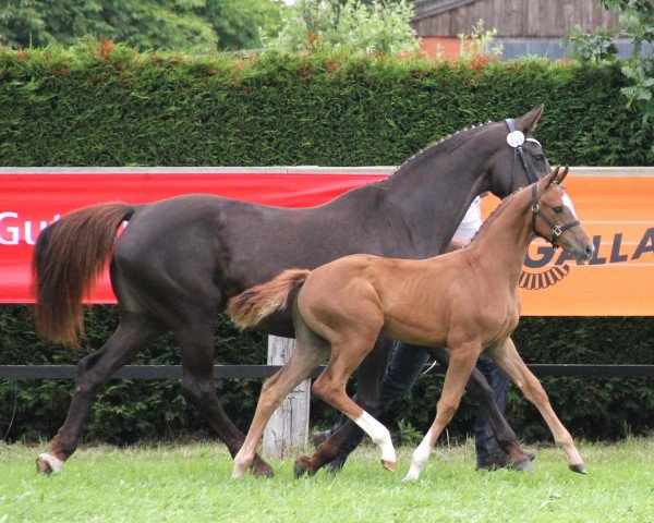 dressage horse Stute von Savoy (Westphalian, 2013, from Savoy)