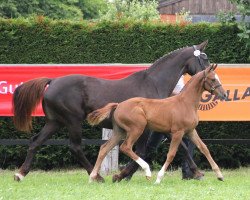 dressage horse Stute von Savoy (Westphalian, 2013, from Savoy)