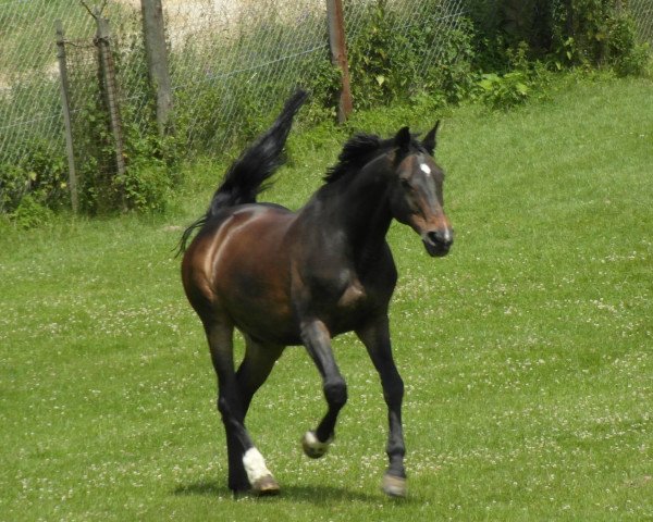 horse Cool Man 3 (Holsteiner, 1993, from Cambridge)