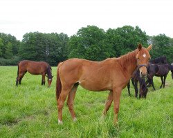 Zuchtstute Pfefferminze L (Trakehner, 2019, von Rheinklang)