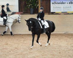 dressage horse Gladdys girl (Württemberger, 2003, from Gardez)