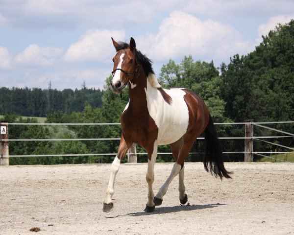 horse Samenca (Bavarian, 2010, from Amantus)